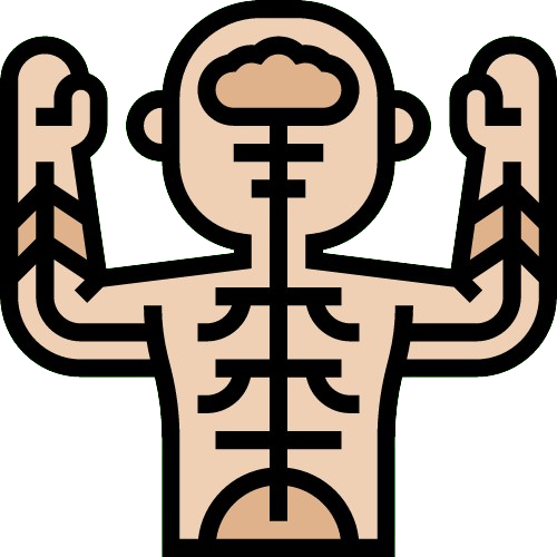 Sistema nervoso humano